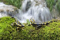 Biosphoto | 1249079 | Salamandres tachetées sur mousse et cacscade Jura France | &copy; Michel Loup / Biosphoto