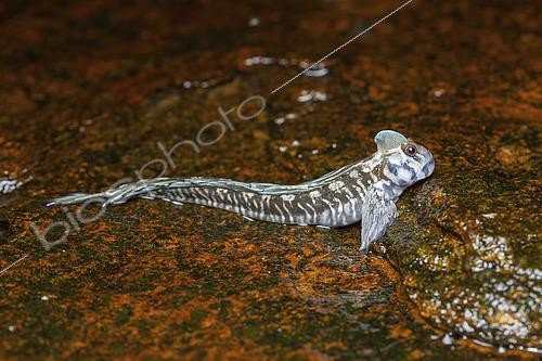 Biosphoto | 2490343 | Salarias sauteur (Alticus saliens) sur rocher hors de l'eau, Sud Sri Lanka | &copy; Frank Deschandol & Philippe Sabine / Biosphoto