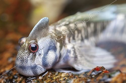 Biosphoto | 2490344 | Salarias sauteur (Alticus saliens) sur rocher hors de l'eau, Sud Sri Lanka | &copy; Frank Deschandol & Philippe Sabine / Biosphoto