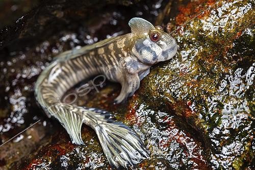 Biosphoto | 2490345 | Salarias sauteur (Alticus saliens) sur rocher hors de l'eau, Sud Sri Lanka | &copy; Frank Deschandol & Philippe Sabine / Biosphoto