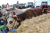 Biosphoto | 2587986 | Sale of Normandy cows at an agricultural show, Sarthe, France | &copy; Michel Gile / Biosphoto