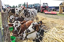 Biosphoto | 2587988 | Sale of Normandy cows at an agricultural show, Sarthe, France | &copy; Michel Gile / Biosphoto