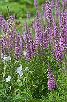 Biosphoto | 1249727 | Salicaires en fleur dans un jardin | &copy; Frédéric Didillon / Biosphoto