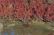 Biosphoto | 102457 | Salicornes près d'une mare salée Moselle France | &copy; Frédéric Fève / Biosphoto