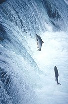 Biosphoto | 106740 | Salmons jumping Katmai NP Alaska USA  | &copy; Robert Valarcher / Biosphoto