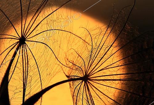 Biosphoto | 2081570 | Salsifis des prés d'Orient (Tragopogon pratensis orientalis) au soleil couchant | &copy; Zoltan Ritzel / Biosphoto