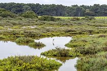 Biosphoto | 2601684 | Salt marsh in spring with White Stilts (Himantopus himantopus), Etang d'Ingril, Salins de Frontignan, Herault, France | &copy; Marie Aymerez / Biosphoto