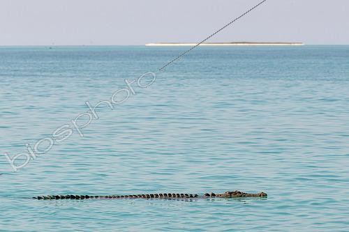 Biosphoto | 2611895 | Salt water crocodile (Crocodylus porosus) swimming in the turquoise waters of the Lacépèdes Islands off the Kimberley coast, Western Australia | &copy; Raphaël Sané / Biosphoto