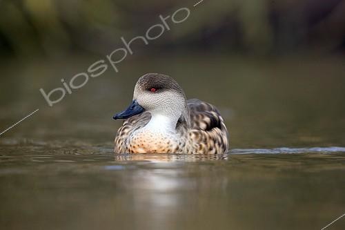 Biosphoto | 821076 | Salvadori's teal swimming UK | &copy; Frédéric Desmette / Biosphoto