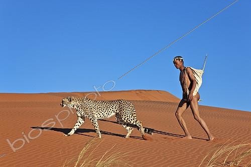 Biosphoto | 1028788 | San hunter armed with traditional bow and arrow with cheetah ; In the private reserve named  N/a’an ku sê , welfare programs and health support converge to maintain populations of Bushmen in good health and to reintroduce the wild Cheetahs. This nomadic group of hunter-gatherers has a history dating back over 20,000 years. Their close relationship and perfect their knowledge of animals allowed to live and feed in the deserts of southern Africa. | &copy; Martin Harvey / Biosphoto