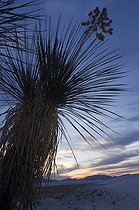 Biosphoto | 1249408 | Sand dune with Soaptree Yucca at dawn White Sands NM USA | &copy; Daniel Heuclin / Biosphoto