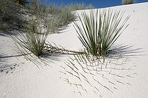 Biosphoto | 1249407 | Sand dune with Soaptree Yucca buried White Sands NM USA | &copy; Daniel Heuclin / Biosphoto