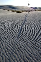 Biosphoto | 1249394 | Sand dune with Soaptree Yucca White Sands NM USA | &copy; Daniel Heuclin / Biosphoto