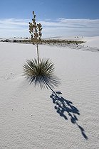 Biosphoto | 1249396 | Sand dune with Soaptree Yucca White Sands NM USA | &copy; Daniel Heuclin / Biosphoto