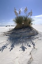 Biosphoto | 1249401 | Sand dune with Soaptree Yucca White Sands NM USA | &copy; Daniel Heuclin / Biosphoto
