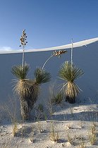 Biosphoto | 1249405 | Sand dune with Soaptree Yucca White Sands NM USA | &copy; Daniel Heuclin / Biosphoto