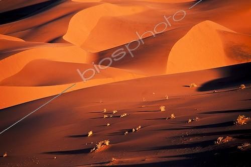 Biosphoto | 1446933 | Sand dunes at sunset Sossusvlei Namibia | &copy; Berndt Fischer / Biosphoto