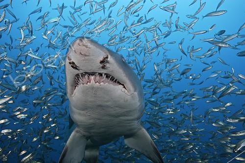 Biosphoto | 1360561 | Sand Tiger Shark and Baitfishes North Carolina USA ; Note parasitic copepods on snout. | &copy; Brandon Cole / Biosphoto