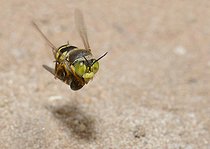 Biosphoto | 2089498 | Sand wasp (Bembix rostrata) female in flight entering its gallery with its prey: a syrphe, Regional Natural Park of the Vosges du Nord, France | &copy; Michel Rauch / Biosphoto