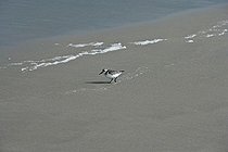 Biosphoto | 1509494 | Sanderling (Calidris alba) | &copy; Bodo Schieren / imageBROKER / Biosphoto