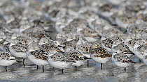 Biosphoto | 2609794 | Sanderling (Calidris alba) group of adults in early spring molt, National Nature Reserve of the Bay of Saint-Brieuc, Côtes-d'Armor, Brittany, France. | &copy; Dominique Halleux / Biosphoto