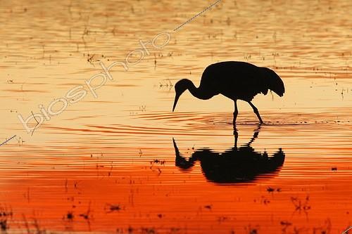 Biosphoto | 739551 | Sandhill Crane wintering in New Mexico USA | &copy; Pierre Huguet-Dubief / Biosphoto