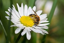 Biosphoto | 2448553 | Sandpit Mining Bee (Andrena barbilabris) female on a daisy, Vosges du Nord Regional Natural Park, France | &copy; Michel Rauch / Biosphoto