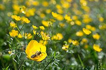 Biosphoto | 2448555 | Sandpit Mining Bee (Andrena barbilabris) male on Scratch bur (Ranunculus arvensis), Vosges du Nord Regional Natural Park, France | &copy; Michel Rauch / Biosphoto