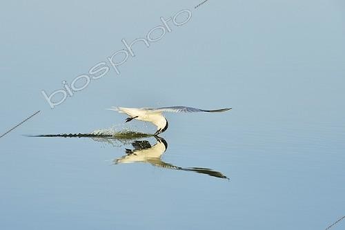 Biosphoto | 2044404 | Sandwich Tern in flight - Atlantic Coast France | &copy; Claude Balcaen / Biosphoto