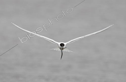 Biosphoto | 1469391 | Sandwich tern in flight with a fish in the bill in summer UK | &copy; Frédéric Desmette / Biosphoto
