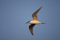 Biosphoto | 1536960 | Sandwich Tern (Sterna sandvicensis) in flight, Texel, The Netherlands, Europe | &copy; Franz Christoph Robiller / imageBROKER / Biosphoto