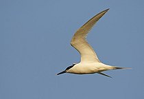 Biosphoto | 1605021 | Sandwich Tern (Sterna sandvicensis) in flight | &copy; Marko Koenig / imageBROKER / Biosphoto
