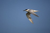 Biosphoto | 1609784 | Sandwich Tern (Sterna sandvicensis) in flight, Texel, The Netherlands, Europe | &copy; Franz Christoph Robiller / imageBROKER / Biosphoto