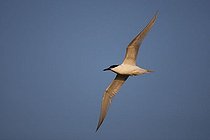 Biosphoto | 1609788 | Sandwich Tern (Sterna sandvicensis) in flight, Texel, The Netherlands, Europe | &copy; Franz Christoph Robiller / imageBROKER / Biosphoto