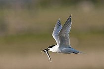 Biosphoto | 1610150 | Sandwich Tern (Sterna sandvicensis) in flight with fish, Texel, Netherlands, Europe | &copy; Marcus Siebert / imageBROKER / Biosphoto