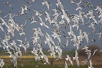 Biosphoto | 1536988 | Sandwich Terns (Sterna sandvicensis) in flight, Texel, The Netherlands, Europe | &copy; Franz Christoph Robiller / imageBROKER / Biosphoto