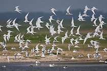 Biosphoto | 1536993 | Sandwich Terns (Sterna sandvicensis) in flight, Texel, The Netherlands, Europe | &copy; Franz Christoph Robiller / imageBROKER / Biosphoto