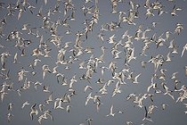 Biosphoto | 1536998 | Sandwich Terns (Sterna sandvicensis) in flight, Texel, The Netherlands, Europe | &copy; Franz Christoph Robiller / imageBROKER / Biosphoto