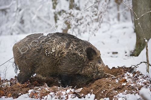 Biosphoto | 1360838 | Sanglier dans la neige cherchant de la nourriture France | &copy; Bruno Mathieu / Biosphoto