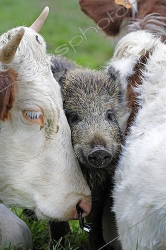 Biosphoto | 1781964 | Sanglier d'Eurasie adopté par des Vaches France ; Laie adoptée par des Vaches dans le Haut-Doubs | &copy; Dominique Delfino / Biosphoto
