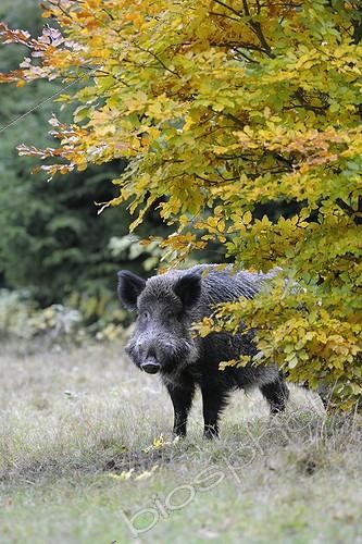 Biosphoto | 968319 | Sanglier d'Eurasie dans une clairière Allemagne | &copy; Michael Breuer / Biosphoto