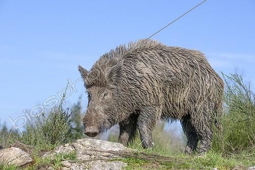 Biosphoto | 1987699 | Sanglier d'Eurasie mâle dans une clairière - France ; Parc privé | &copy; Sylvain Cordier / Biosphoto