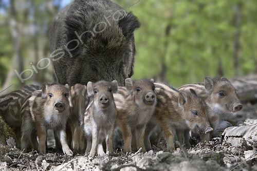 Biosphoto | 2073684 | Sanglier d'Eurasie (Sus scrofa), Laie et marcassins en sous-bois, Parc de La Bannie, Grand Est, France | &copy; Bruno Mathieu / Biosphoto