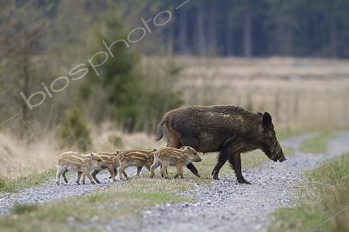 Biosphoto | 2158534 | Sanglier d'Eurasie (Sus scrofa) laie et marcassins traversant une piste, Ardenne, Belgique | &copy; Philippe Moës / Biosphoto