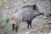 Biosphoto | 2593233 | Sanglier d'Eurasie (Sus scrofa), Laie, Oletta, Corse | &copy; Hyacinthe Sambroni / Biosphoto