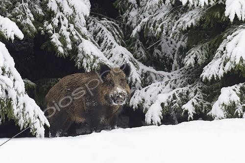 Biosphoto | 2063760 | Sanglier d'Eurasie (Sus scrofa) mâle dans la neige, Bavière, Allemagne, Europe | &copy; Breuer Wildlife / Biosphoto