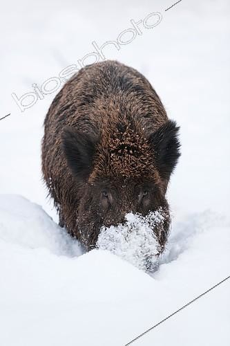 Biosphoto | 2407749 | Sanglier d'Eurasie (Sus scrofa) mâle fouillant la neige de son groin, Bavière, Allemagne | &copy; Frank Sommariva / imageBROKER / Biosphoto