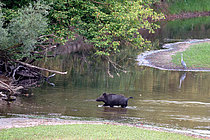 Biosphoto | 2609206 | Sanglier d'Eurasie (Sus scrofa) mâle traversant un bras de Loire vers Cosne-Cours-sur-Loire en septembre, Nièvre, France | &copy; Pierre Vernay / Biosphoto