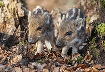 Biosphoto | 2598123 | Sanglier d'Eurasie (Sus scrofa), marcassins cherchant de la nourriture dans une vieille souche d'arbre dans la forêt, Allemagne, Europe | &copy; Frank Sommariva / imageBROKER / Biosphoto