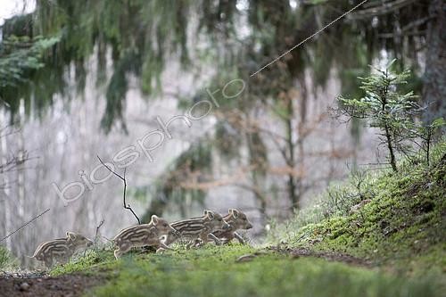 Biosphoto | 2304230 | Sanglier d'Eurasie (Sus scrofa) marcassins en sous-bois, Vallée de la Doller, Kirchberg, Haut-Rhin, Alsace, France | &copy; Bruno Mathieu / Biosphoto
